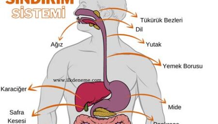 Sindirim Sistemi Sağlığı ve Beslenme İlişkisi